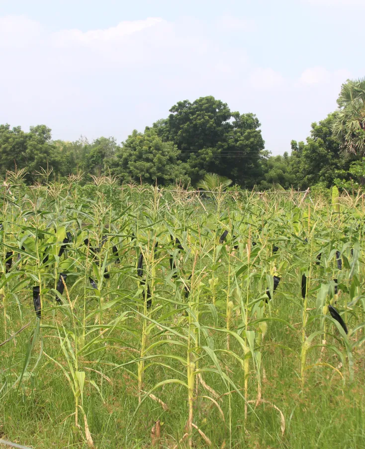Fresh Organic Crop